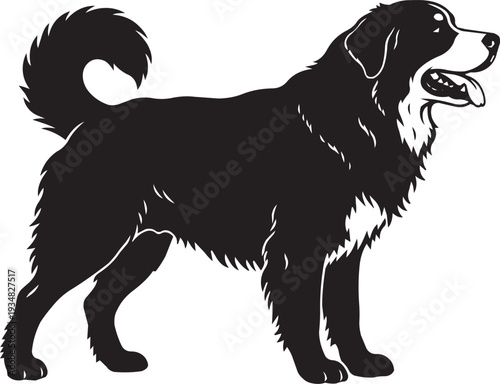 Majestic Bernese Mountain Dog Silhouette: Impressive Black and White Vector