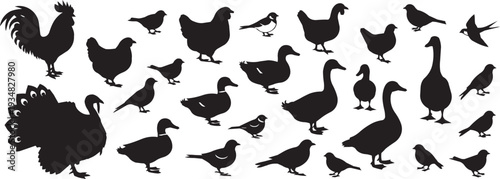 Collection of black bird silhouettes: peacock, rooster, chickens, ducks, geese, and small birds on a white background.