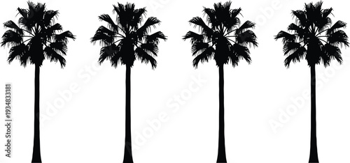 Tall palm tree silhouette vector set, tropical coconut trees isolated on white background, summer beach vacation elements, exotic island botanical icons,