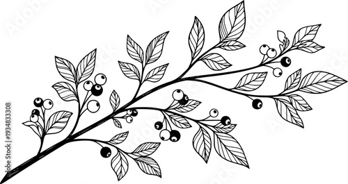 A graceful botanical branch illustration featuring delicate foliage and round berries creates an elegant natural accent