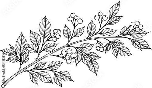 A graceful botanical branch illustration featuring delicate foliage and round berries creates an elegant natural accent