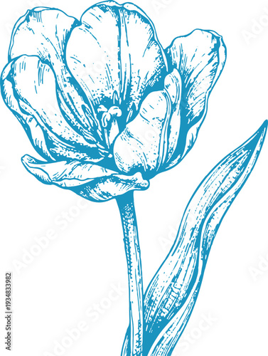 Hand-Drawn Vintage Blue Tulip Sketch, Hand-Drawn Vintage Sketch of a Blue Tulip Flower Vector Illustration, Minimalist Blue Line Art Floral Element