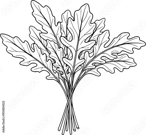 Outline drawing of fresh peppery arugula leaves bunched together
