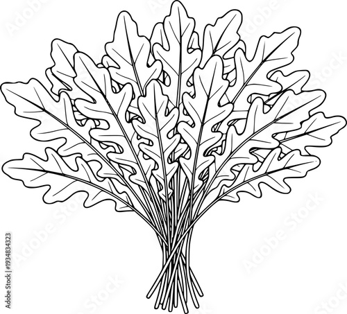 Outline drawing of fresh peppery arugula leaves bunched together