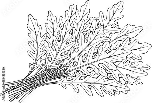 Outline drawing of fresh peppery arugula leaves bunched together