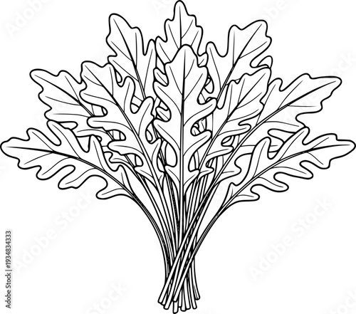 Outline drawing of fresh peppery arugula leaves bunched together