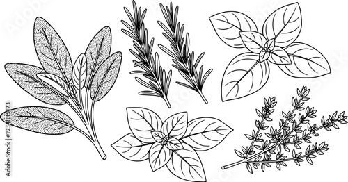 A collection of fresh aromatic herbs including sage, rosemary, basil, and thyme