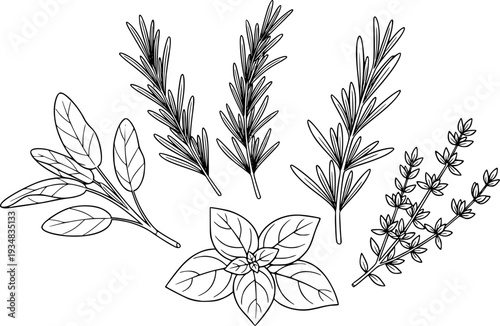 A collection of fresh aromatic herbs including sage, rosemary, basil, and thyme