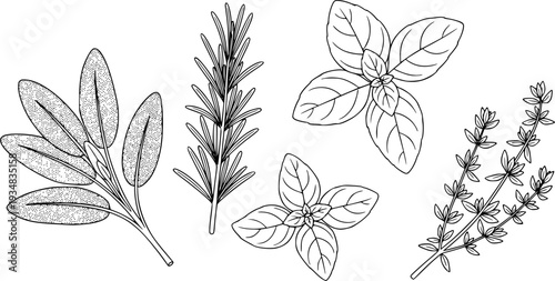 A collection of fresh aromatic herbs including sage, rosemary, basil, and thyme
