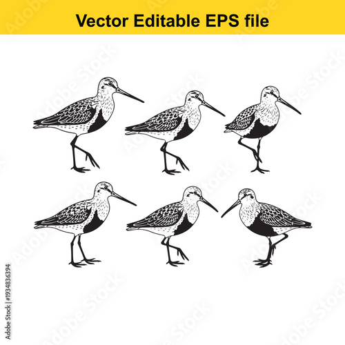Black and White Shorebird Vector Illustration Set