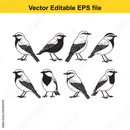 Black and White Wagtail Bird Illustrations Set - Vector Graphics