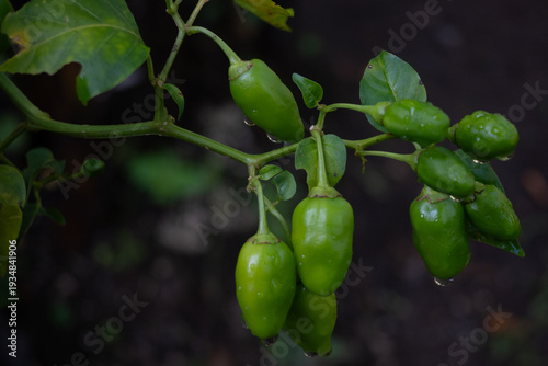 Macro of typical Costa Rican homemade chilies, used for different traditional food recipes