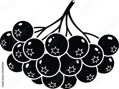 Silhouette cluster of rowan berries on a branch vector illustration