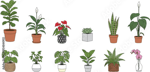 Indoor houseplants collection vector illustration, potted tropical plants set with foliage flowers succulents botanical home decor isolated greenery design