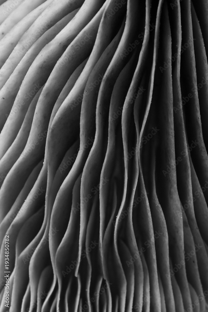 Obraz premium Oyster mushroom, macro view. Black and white effect