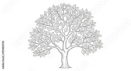 Detailed line drawing of a full grown tree with sprawling branches and leaves on white background