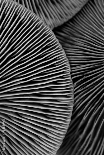 Oyster mushrooms, closeup view. Black and white effect