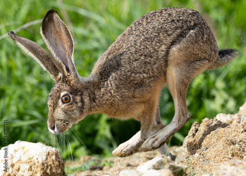 Photography Very close view of a black-tailed jackrabbit running, seen in the wild In North