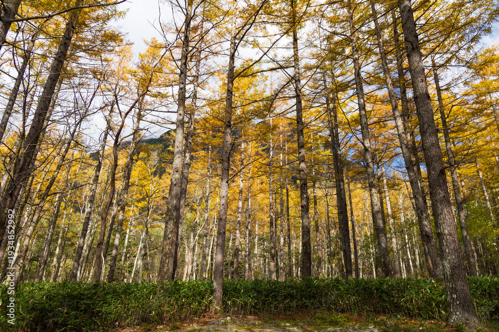 Obraz premium 日本の風景・秋 長野 紅葉の上高地 小梨平