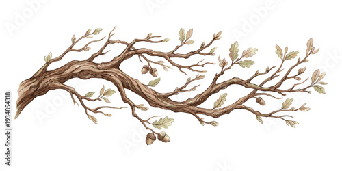 Detailed drawing of oak tree branch with acorns and autumn leaves