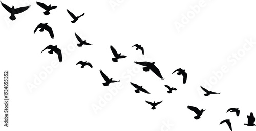 Black Silhouettes of a Large Flock of Birds Flying Together in the Sky Isolated on White Background for Nature Freedom Concept