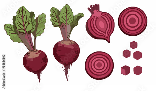 Hand Drawn Beetroot Collection Whole Sliced and Diced Red Vegetable Vector