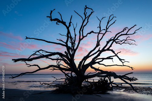 lonely tree on the beach