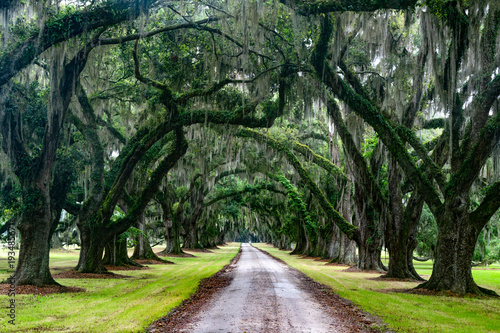 road in the forest