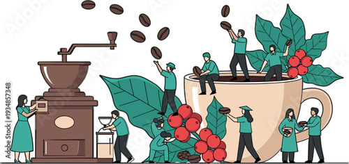 Coffee production process vector illustration featuring farmers harvesting beans, roasting and grinding coffee with large cup concept scene