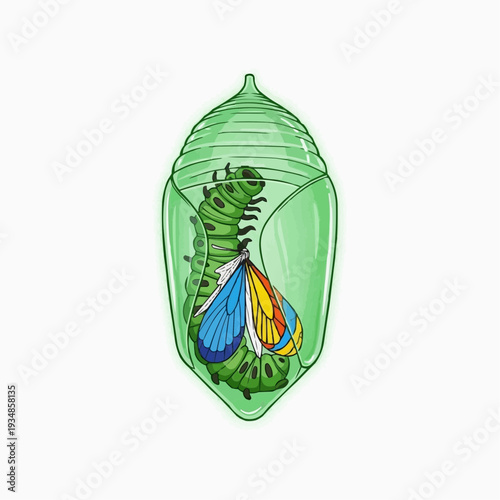 Caterpillar transforming into butterfly inside a chrysalis