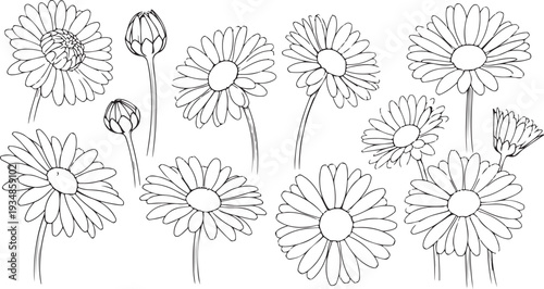 Black and white daisies flowers illustration set with stems