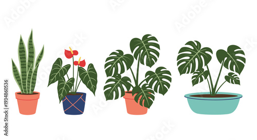 Diverse set of four indoor potted plants including snake plant, anthurium, and two varieties of monstera deliciosa in a row.