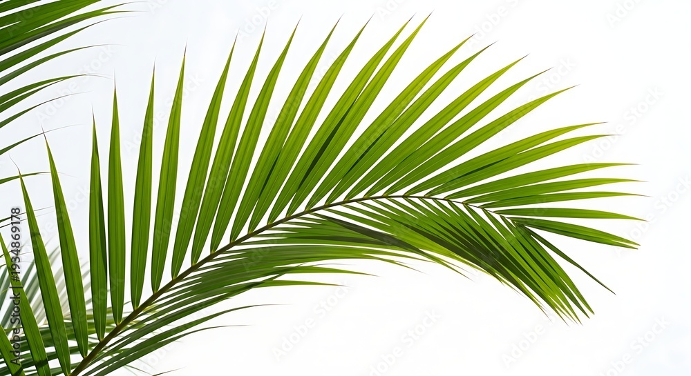 Fototapeta premium palm tree isolated on white