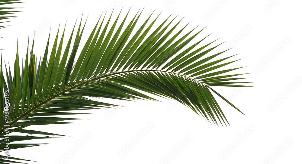 Obraz premium palm tree isolated on white background