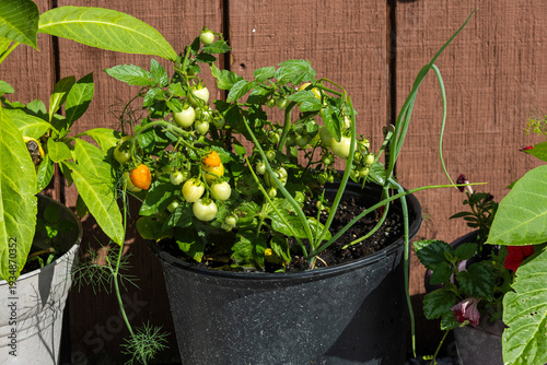 A thriving patio container garden featuring a prolific micro dwarf orange cherry tomato plant with ripening fruit, interplanted with green onions and young dill in a large black plastic pot.