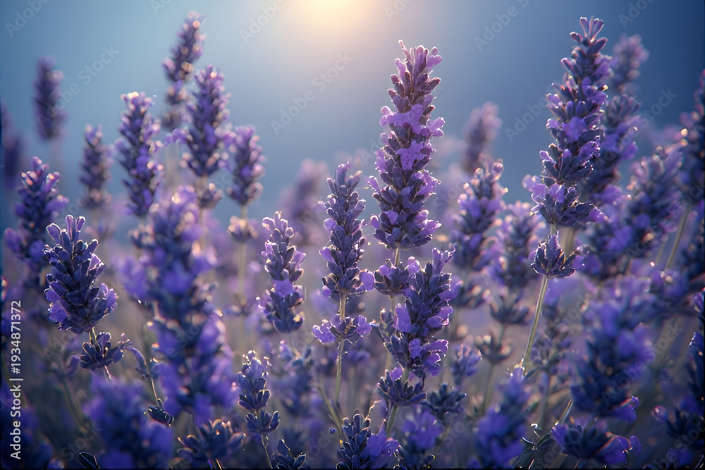 Obraz premium lavender flowers in provence france