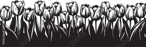 Black and White Tulips Floral Illustration Border Design Element