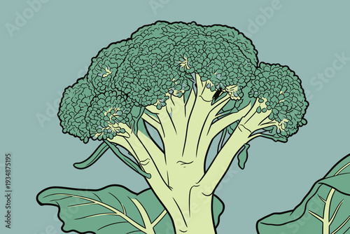 Broccoli grows with thick green stems and large leaves against a light background. The plant has a well-defined structure.