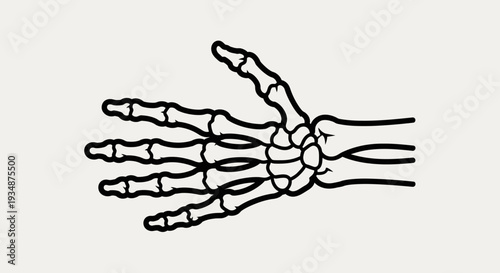 Human Hand Skeleton Anatomy Illustration.