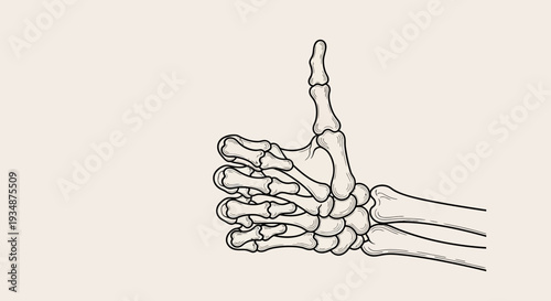 Human Hand X Ray Illustration Anatomy.