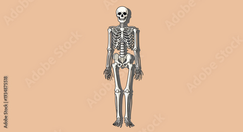 Human Skeleton Anatomy Illustration Detailed View 1.