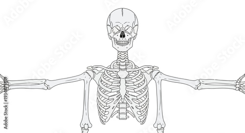 Human Skeleton Anatomy Diagram Outstretched Arms.