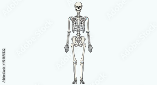 Human Skeleton Anatomy Illustration Detailed View 4.