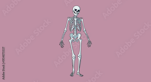 Human Skeleton Anatomy Illustration Standing Position.