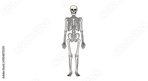 Human Skeleton Anatomy Illustration Detailed View 5.