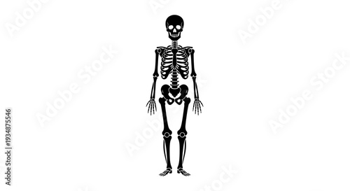 Human Skeleton Anatomy Illustration Detailed View 3.