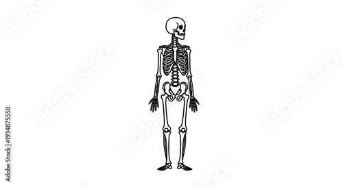Human Skeleton Anatomy Illustration Front View.