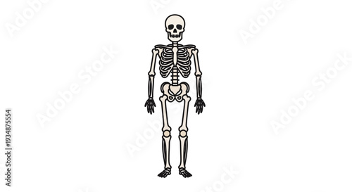 Human Skeleton Anatomy Illustration Detailed View.
