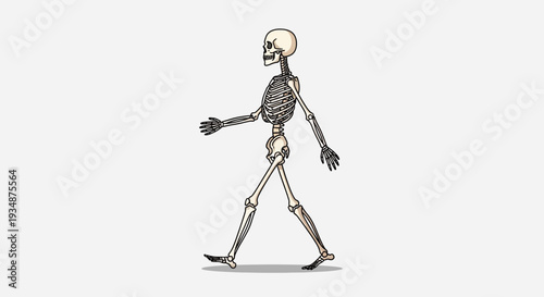Human Skeleton Walking Illustration Detailed Anatomy.