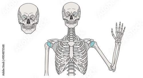 Human Skeleton Anatomy Illustration Waving Hand.